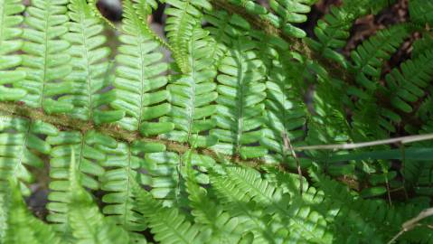 Fotografia da espécie Athyrium filix-femina