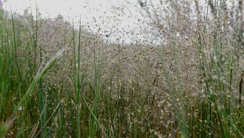 Fotografia da espécie Molineriella minuta subesp. australis