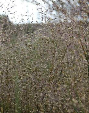 Fotografia 1 da espécie Molineriella minuta subesp. australis no Jardim Botânico UTAD