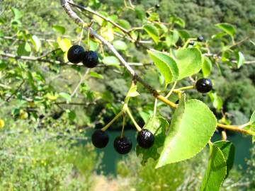 Fotografia da espécie Prunus mahaleb