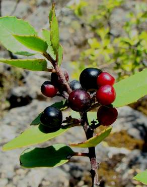 Fotografia 3 da espécie Rhamnus alaternus no Jardim Botânico UTAD