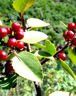 Fotografia 4 da espécie Rhamnus alaternus no Jardim Botânico UTAD