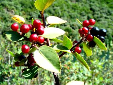 Fotografia da espécie Rhamnus alaternus