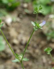 Campanula erinus