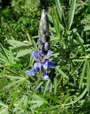 Fotografia 1 da espécie Lupinus angustifolius no Jardim Botânico UTAD