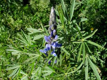 Fotografia da espécie Lupinus angustifolius