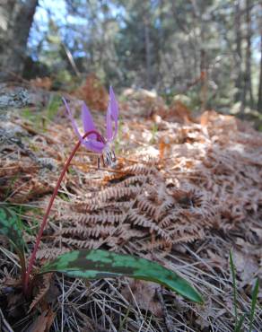 Fotografia 3 da espécie Erythronium dens-canis no Jardim Botânico UTAD