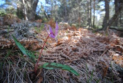 Fotografia da espécie Erythronium dens-canis