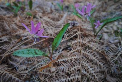 Fotografia da espécie Erythronium dens-canis