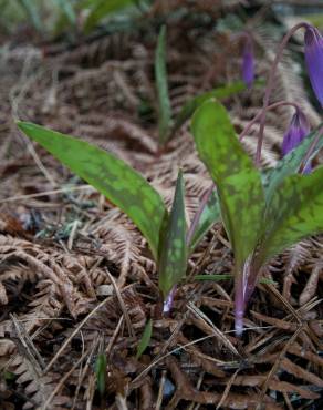 Fotografia 6 da espécie Erythronium dens-canis no Jardim Botânico UTAD