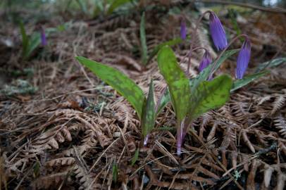 Fotografia da espécie Erythronium dens-canis