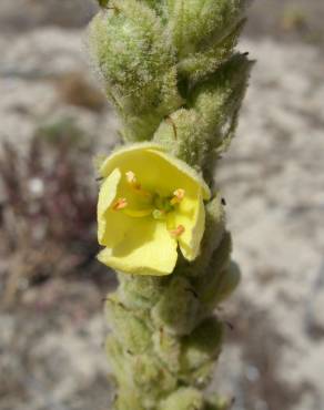 Fotografia 1 da espécie Verbascum litigiosum no Jardim Botânico UTAD