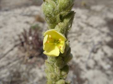 Fotografia da espécie Verbascum litigiosum