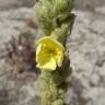 Fotografia 1 da espécie Verbascum litigiosum do Jardim Botânico UTAD