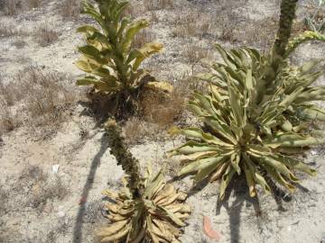 Fotografia da espécie Verbascum litigiosum