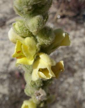 Fotografia 4 da espécie Verbascum litigiosum no Jardim Botânico UTAD