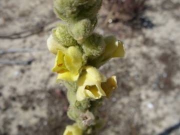 Fotografia da espécie Verbascum litigiosum