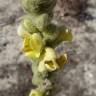 Fotografia 4 da espécie Verbascum litigiosum do Jardim Botânico UTAD