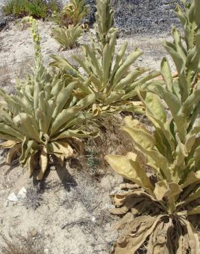 Fotografia 5 da espécie Verbascum litigiosum no Jardim Botânico UTAD