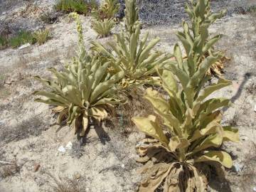 Fotografia da espécie Verbascum litigiosum