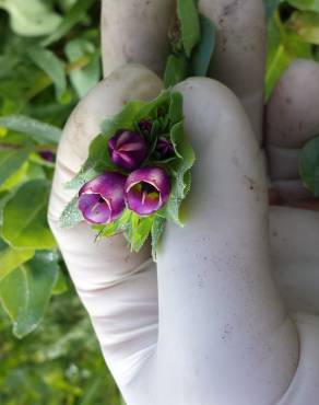 Fotografia 3 da espécie Cerinthe major no Jardim Botânico UTAD