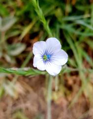 Linum bienne