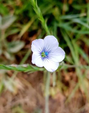 Fotografia 1 da espécie Linum bienne no Jardim Botânico UTAD