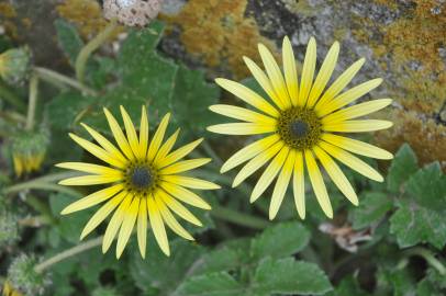 Fotografia da espécie Arctotheca calendula