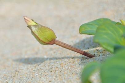 Fotografia da espécie Calystegia soldanella