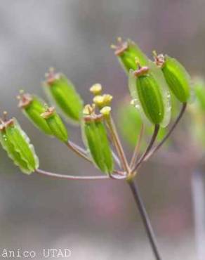 Fotografia 3 da espécie Thapsia villosa var. villosa no Jardim Botânico UTAD