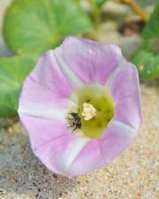 Fotografia da espécie Calystegia soldanella