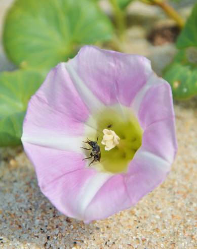 Fotografia de capa Calystegia soldanella - do Jardim Botânico