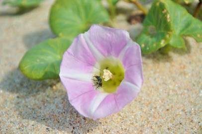 Fotografia da espécie Calystegia soldanella