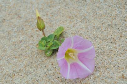 Fotografia da espécie Calystegia soldanella