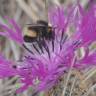 Fotografia 1 da espécie Centaurea sphaerocephala subesp. sphaerocephala do Jardim Botânico UTAD