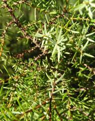 Juniperus navicularis