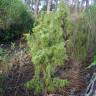 Fotografia 2 da espécie Juniperus navicularis do Jardim Botânico UTAD