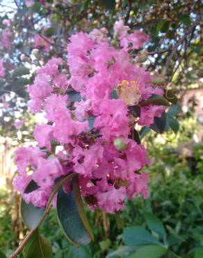 Fotografia 6 da espécie Lagerstroemia indica no Jardim Botânico UTAD