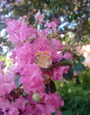 Fotografia 1 da espécie Lagerstroemia indica no Jardim Botânico UTAD