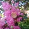 Fotografia 1 da espécie Lagerstroemia indica do Jardim Botânico UTAD