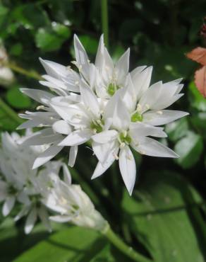 Fotografia 5 da espécie Allium ursinum subesp. ursinum no Jardim Botânico UTAD