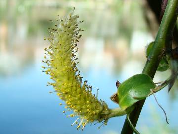 Fotografia da espécie Salix alba