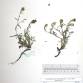 Fotografia 1 de herbário da espécie Centaurea aspera no Jardim Botânico UTAD