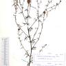 Fotografia de herbário 1 da espécie Centaurea melanosticta no Jardim Botânico UTAD