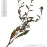 Fotografia de herbário 1 da espécie Centaurea nigra no Jardim Botânico UTAD