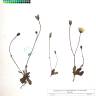 Fotografia de herbário 1 da espécie Hypochaeris glabra no Jardim Botânico UTAD