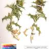 Fotografia de herbário 1 da espécie Scolymus hispanicus no Jardim Botânico UTAD