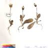 Fotografia de herbário 1 da espécie Urospermum picroides no Jardim Botânico UTAD