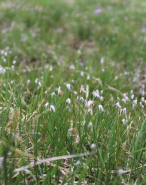 Fotografia 3 da espécie Eriophorum alpinum no Jardim Botânico UTAD