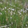 Fotografia 4 da espécie Eriophorum alpinum do Jardim Botânico UTAD